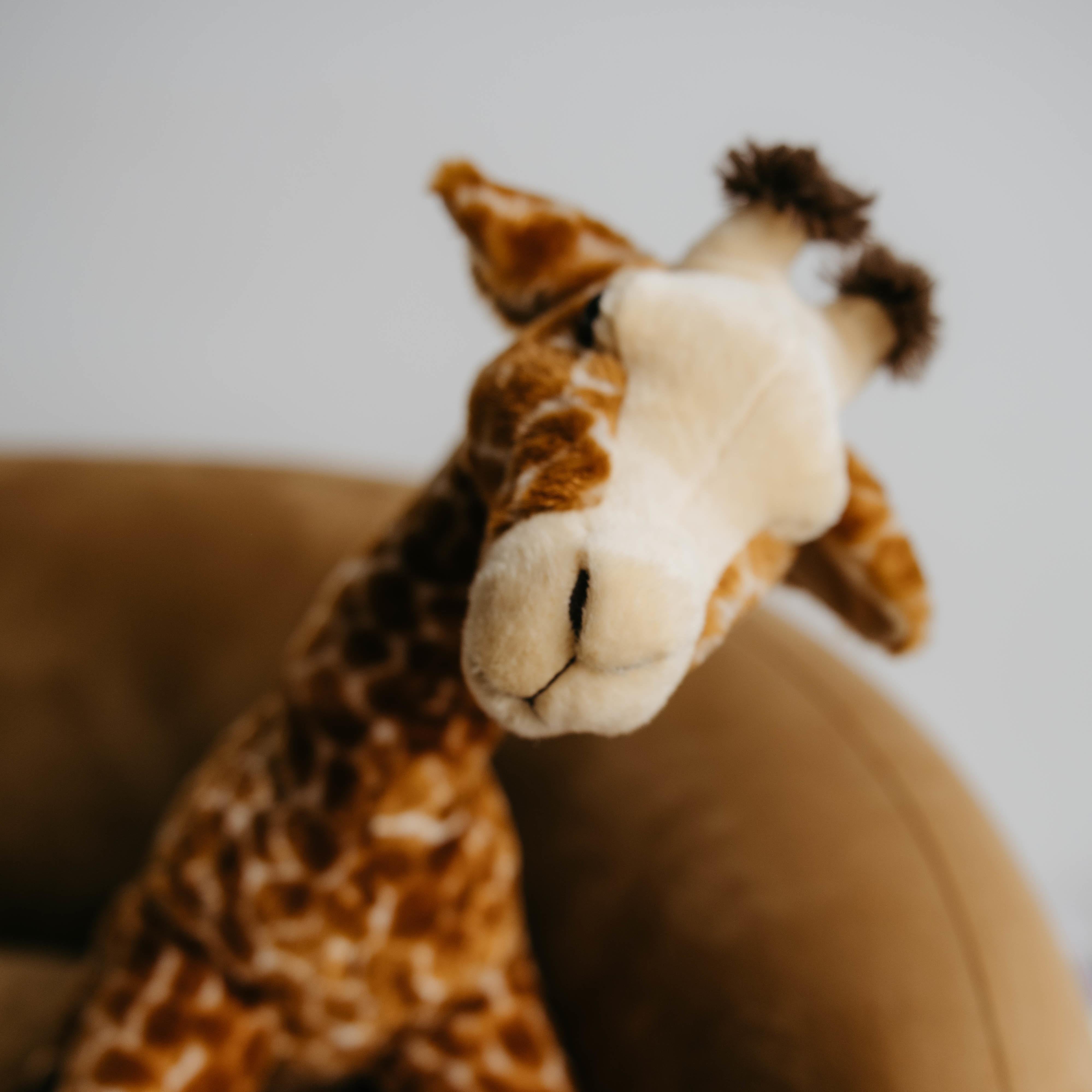 Collections – Zoologee